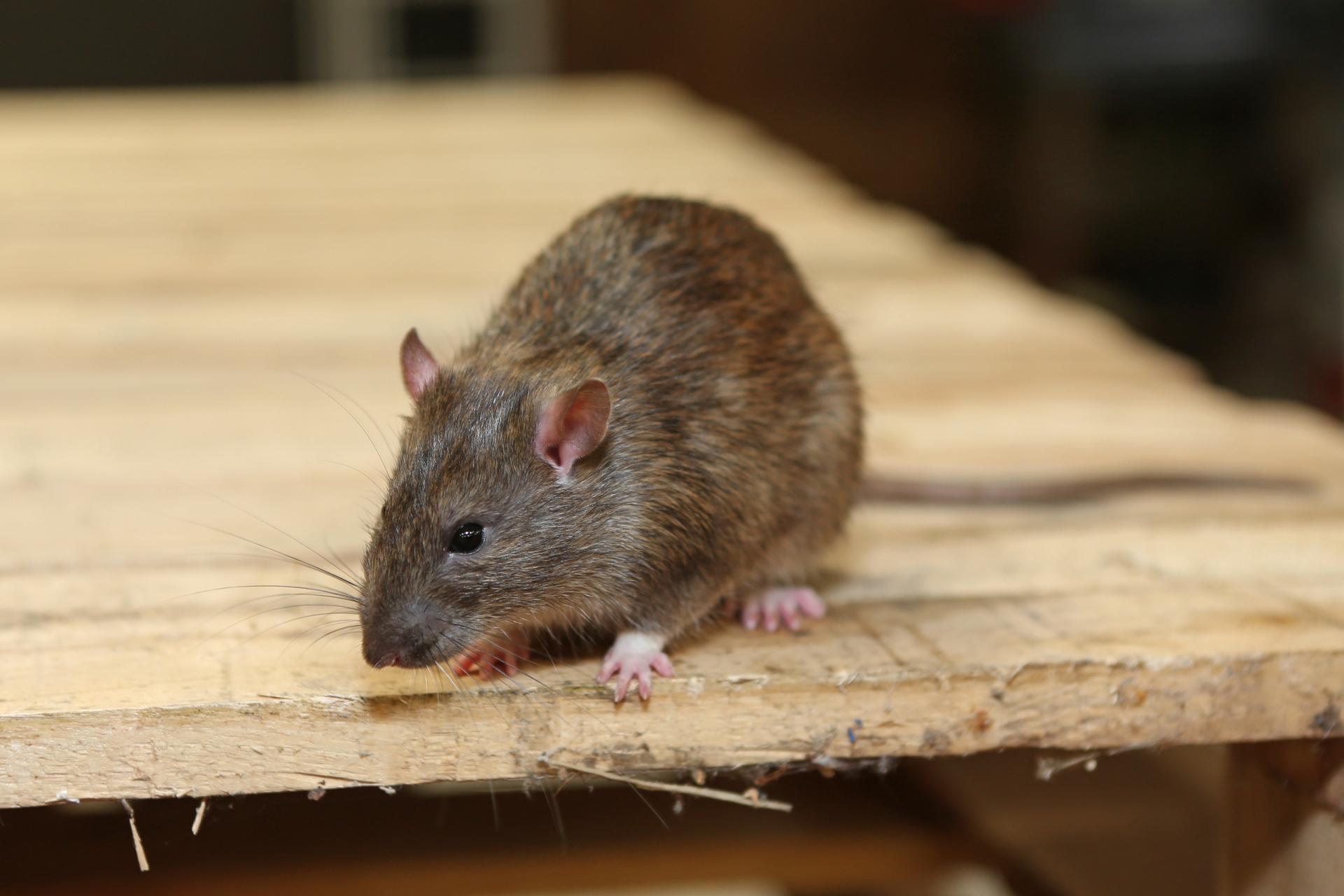 Rat Infestation, Pest Control in Clapham, SW4. Call Now 020 8166 9746