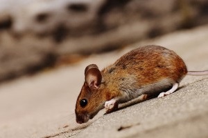 Mouse extermination, Pest Control in Clapham, SW4. Call Now 020 8166 9746