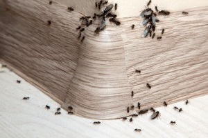 Ant Control, Pest Control in Clapham, SW4. Call Now 020 8166 9746