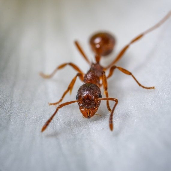 Field Ants, Pest Control in Clapham, SW4. Call Now! 020 8166 9746
