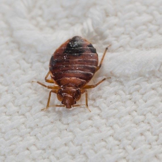 Bed Bugs, Pest Control in Clapham, SW4. Call Now! 020 8166 9746