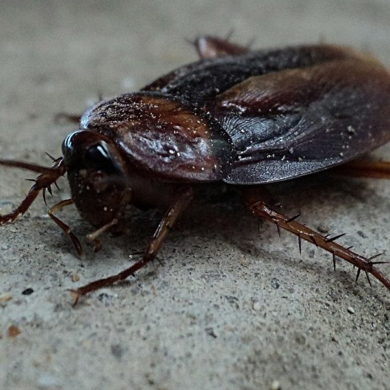 Cockroaches, Pest Control in Clapham, SW4. Call Now! 020 8166 9746