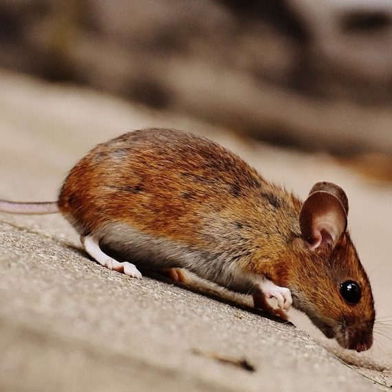 Mice, Pest Control in Clapham, SW4. Call Now! 020 8166 9746