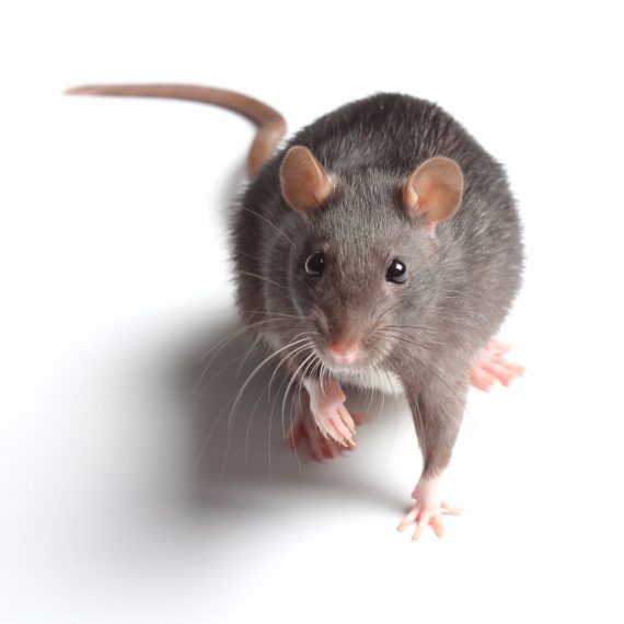 Rats, Pest Control in Clapham, SW4. Call Now! 020 8166 9746