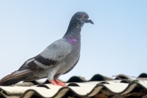 Pigeon Pest, Pest Control in Clapham, SW4. Call Now 020 8166 9746
