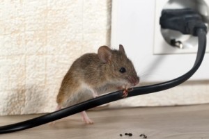 Mice Control, Pest Control in Clapham, SW4. Call Now 020 8166 9746