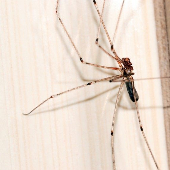 Spiders, Pest Control in Clapham, SW4. Call Now! 020 8166 9746