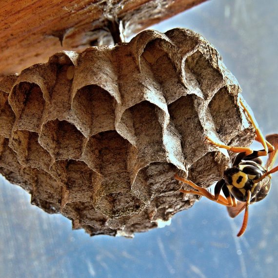 Wasps Nest, Pest Control in Clapham, SW4. Call Now! 020 8166 9746